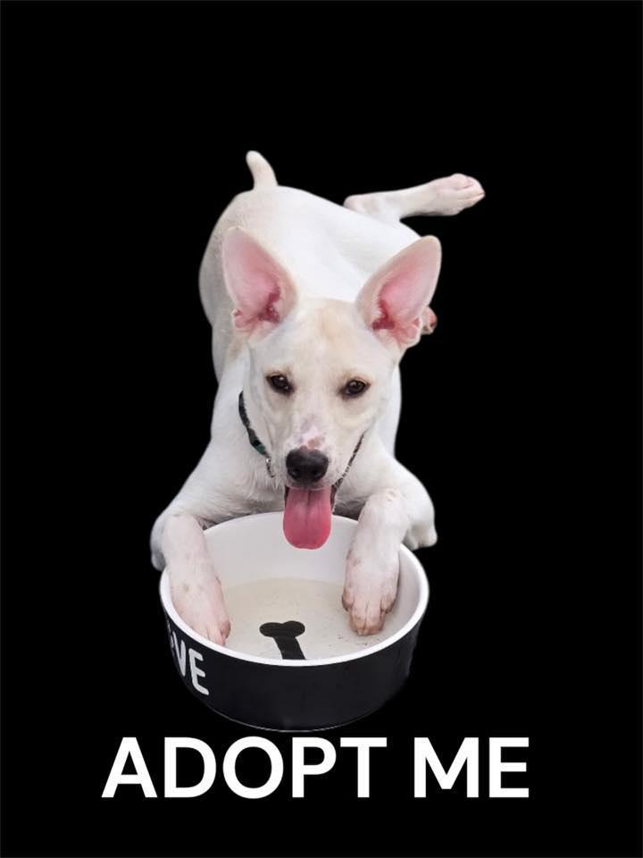 Enlarge Cheyenne, a Adoptable mixed breed in Mount Holly, NJ image 5/6