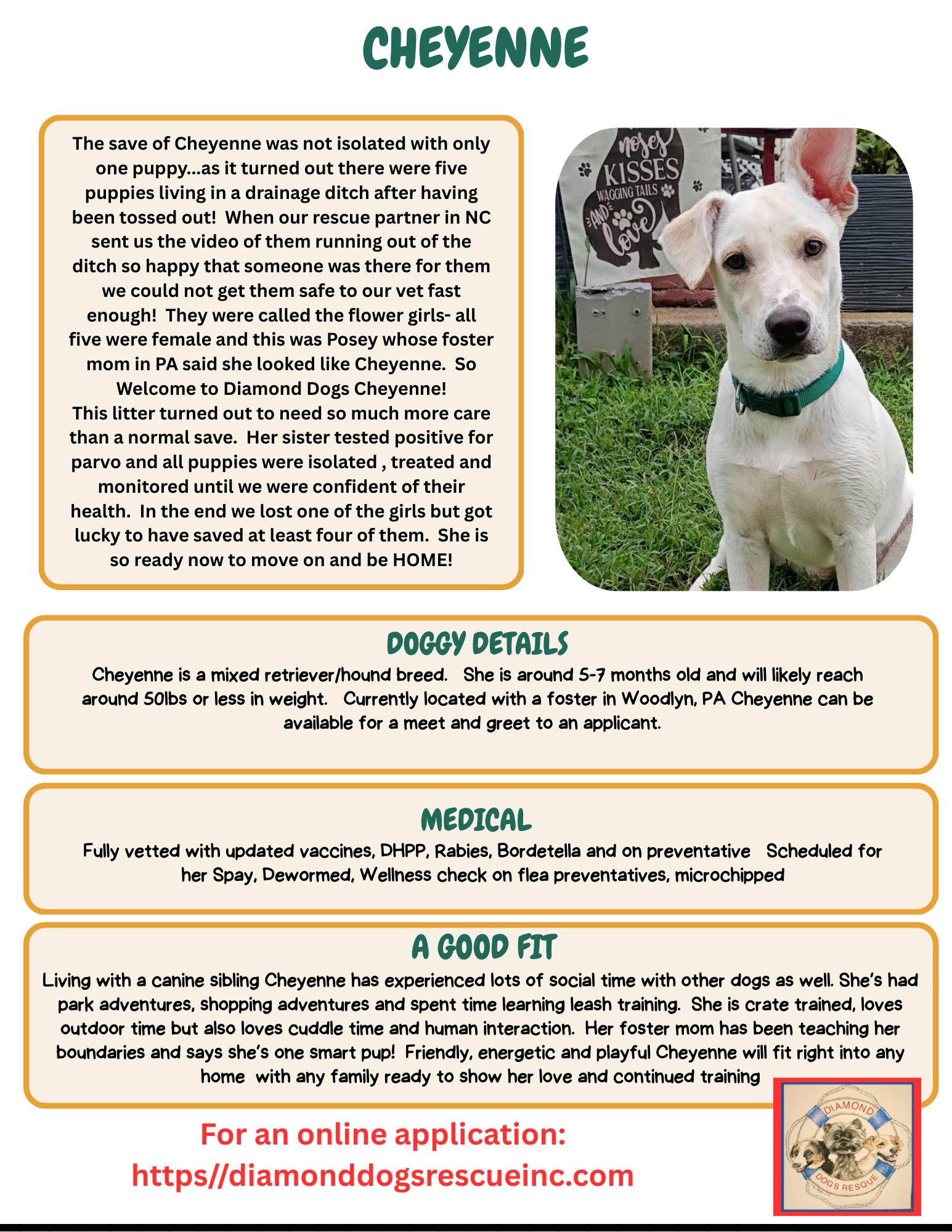 Enlarge Cheyenne, a Adoptable mixed breed in Mount Holly, NJ image 6/6