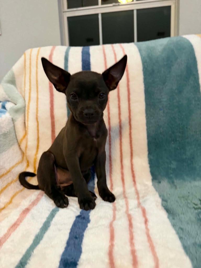 Enlarge Chrissy, a Adoptable mixed breed in Bristol, WI image 1/6