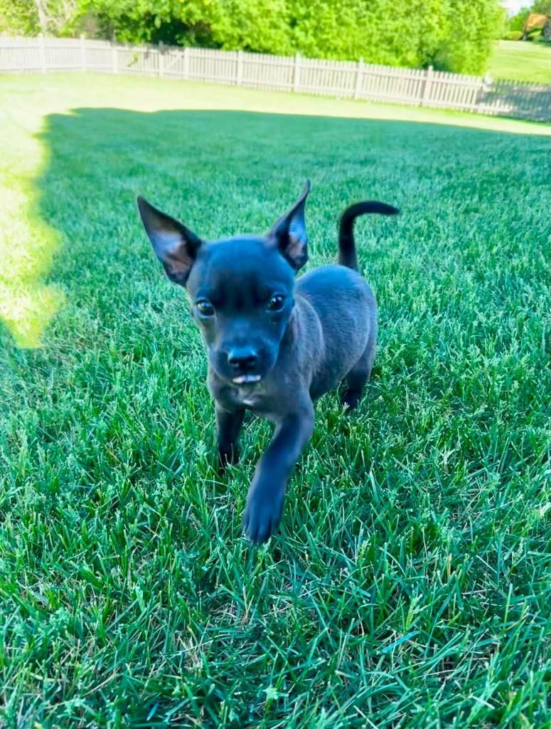 Enlarge Chrissy, a Adoptable mixed breed in Bristol, WI image 2/6