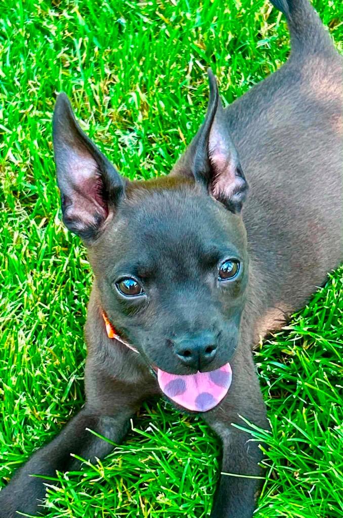 Enlarge Chrissy, a Adoptable mixed breed in Bristol, WI image 3/6