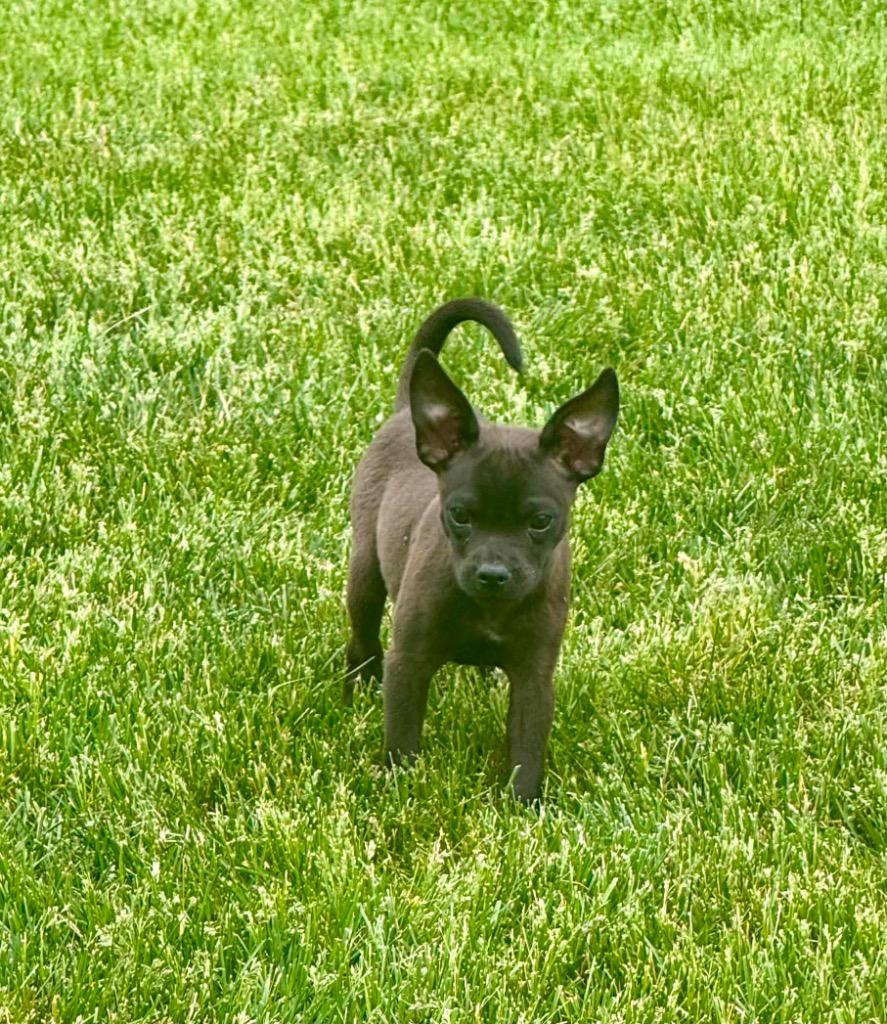 Enlarge Chrissy, a Adoptable mixed breed in Bristol, WI image 5/6