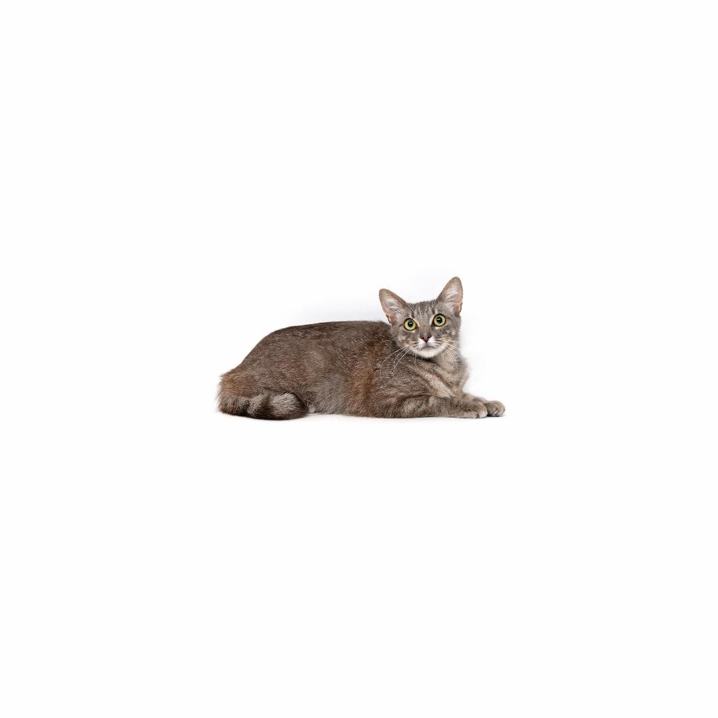 Charcuterie, Adoptable, Adult Female Domestic Short Hair.