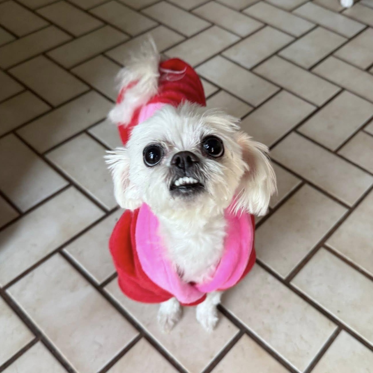 Princess  (Piper)