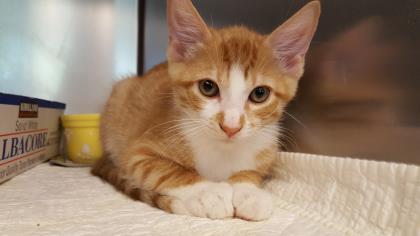 Dorian, Adoptable, Kitten Male Domestic Short Hair & Domestic Short Hair.
