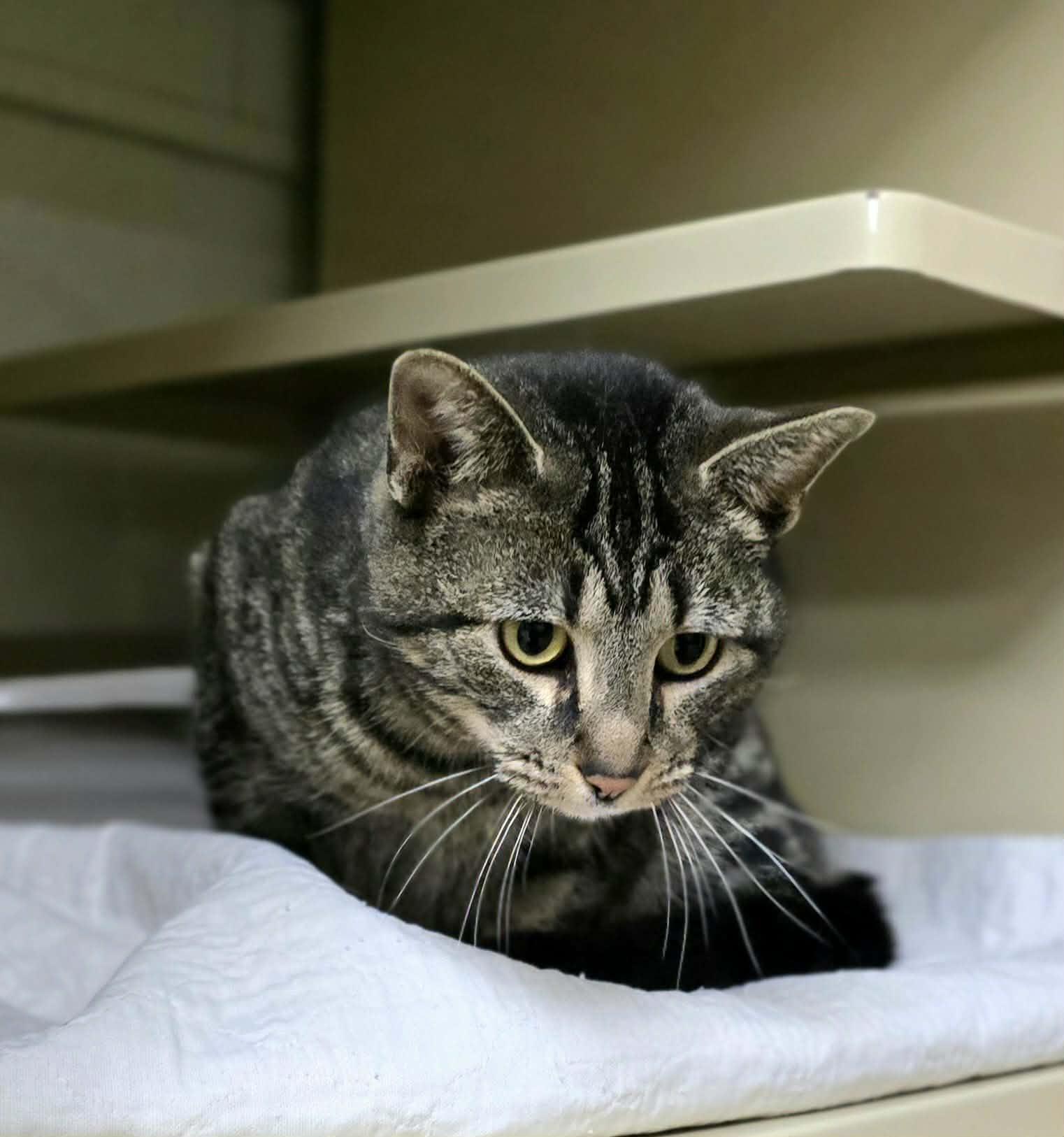 Enlarge Birdie, a ADOPTABLE Domestic Short Hair in New Castle, PA image 6/6