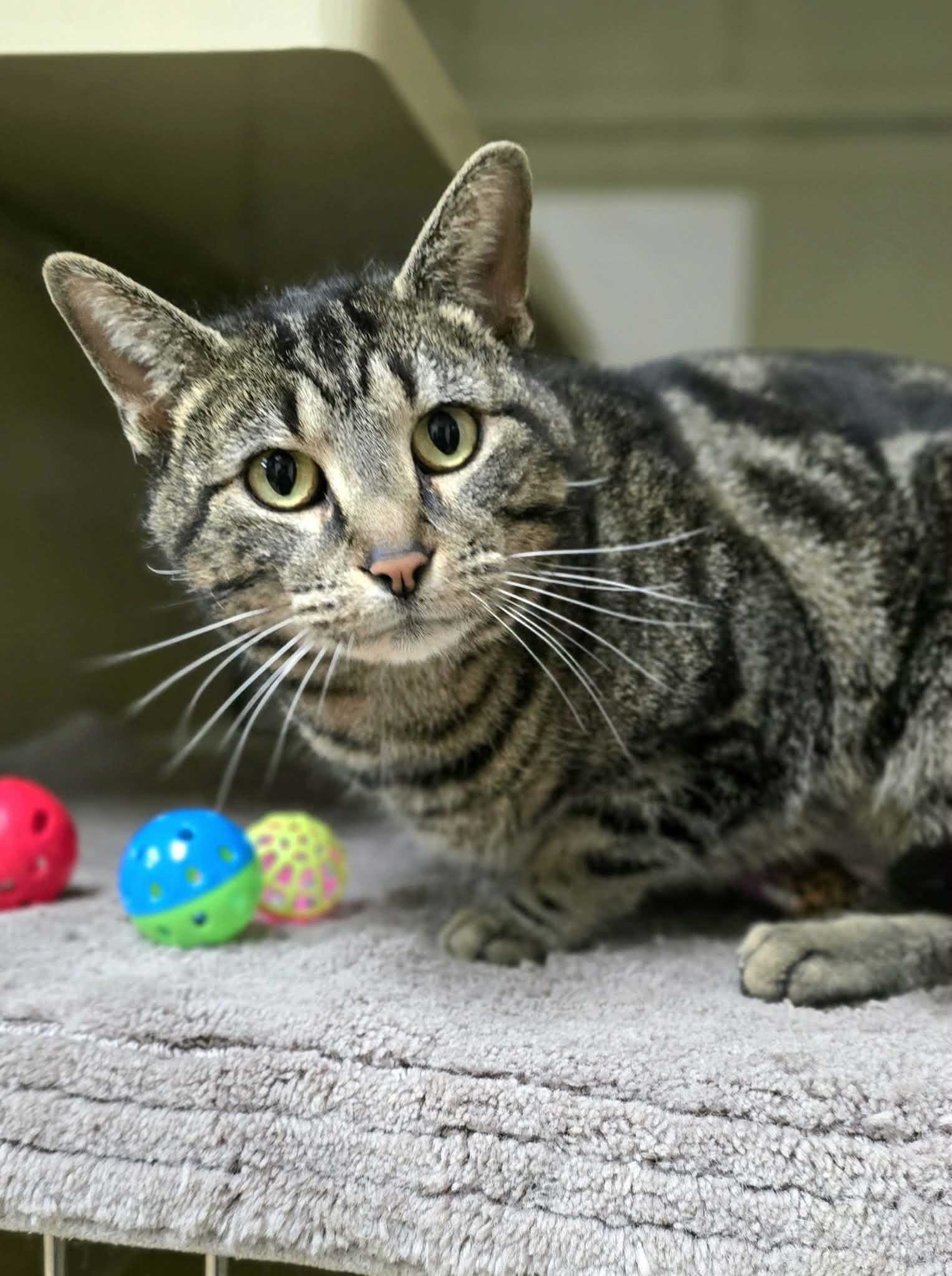 Enlarge Birdie, a ADOPTABLE Domestic Short Hair in New Castle, PA image 5/6