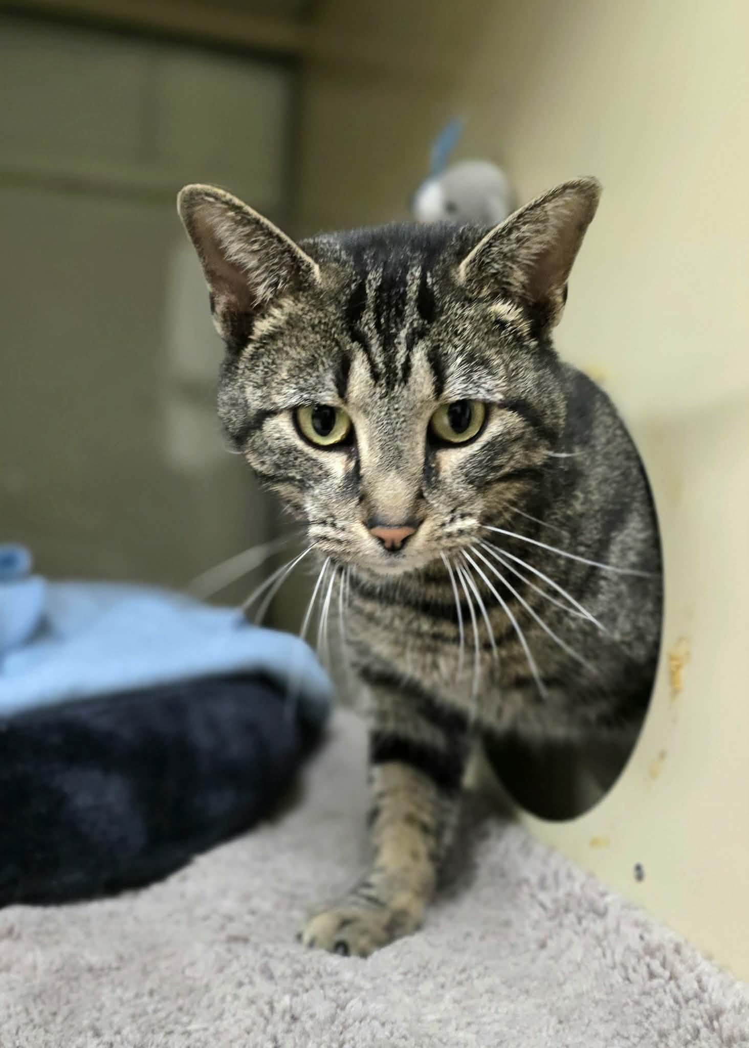 Birdie, ADOPTABLE, Adult Female Domestic Short Hair.