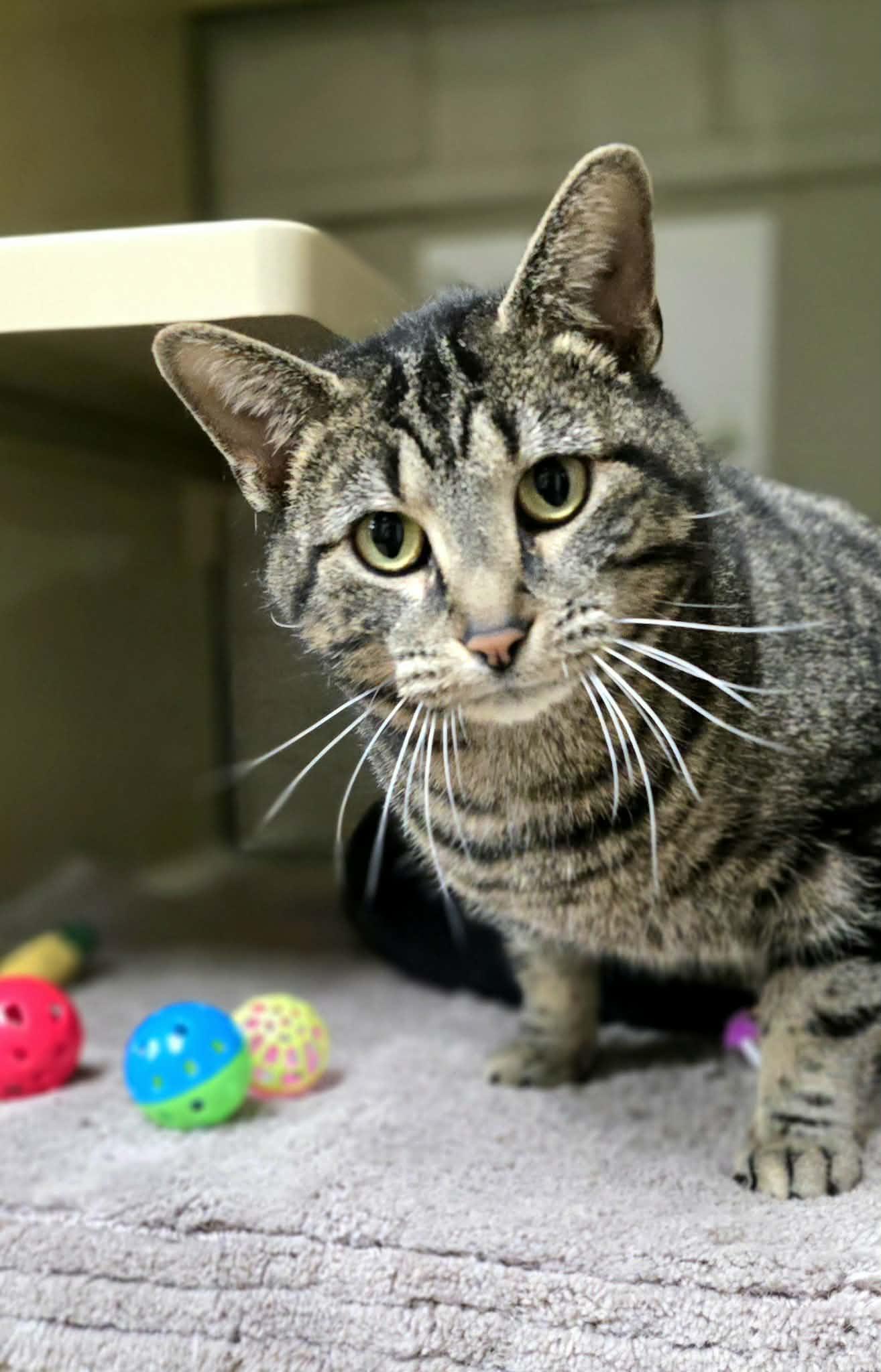 Enlarge Birdie, a ADOPTABLE Domestic Short Hair in New Castle, PA image 3/6