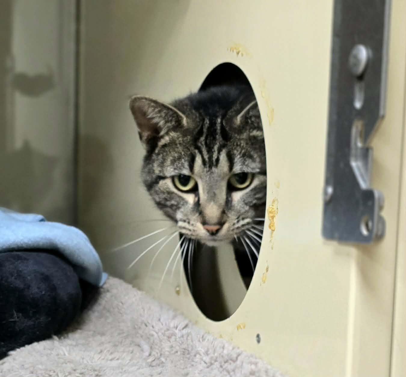 Enlarge Birdie, a ADOPTABLE Domestic Short Hair in New Castle, PA image 4/6