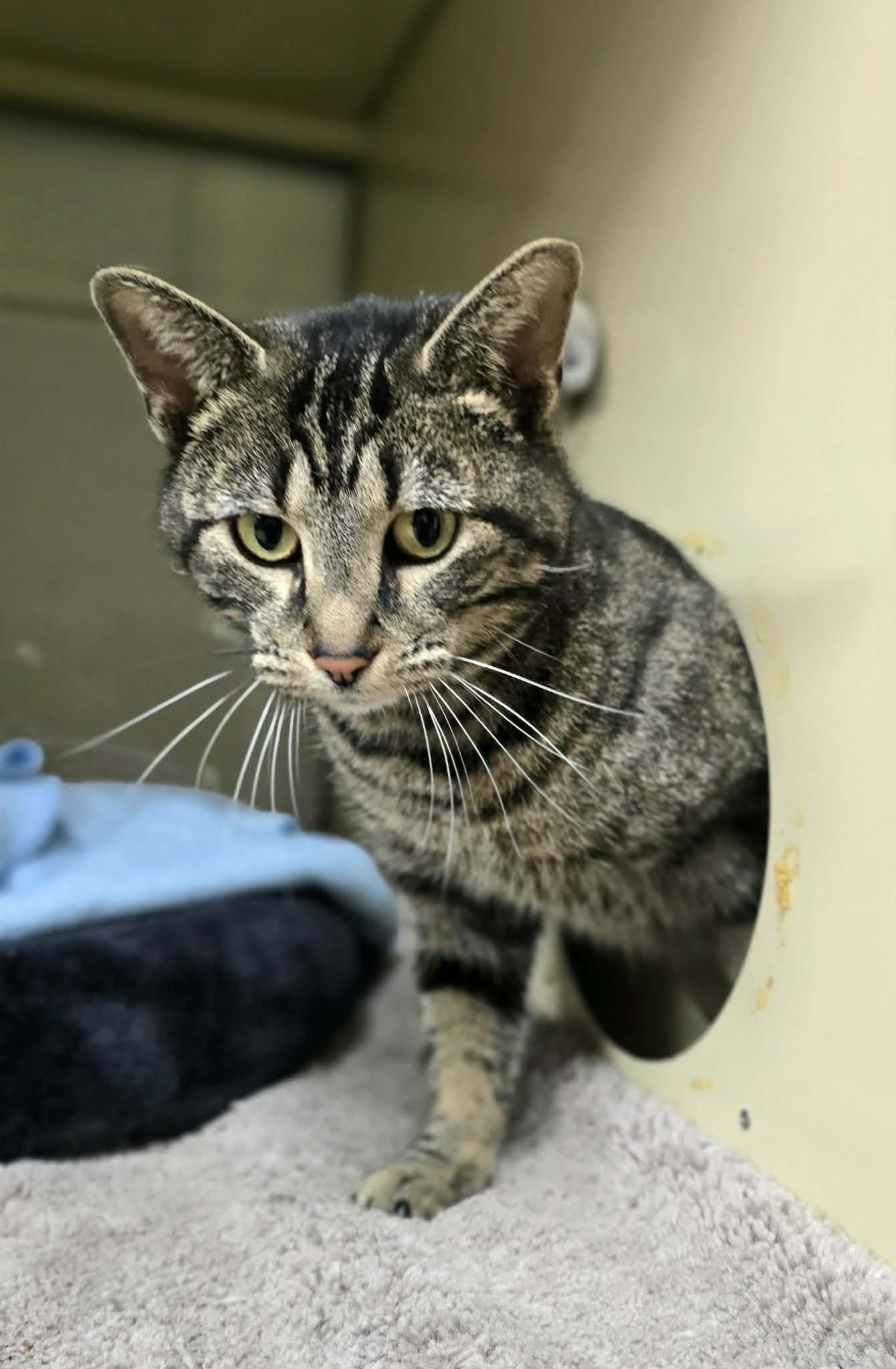 Enlarge Birdie, a ADOPTABLE Domestic Short Hair in New Castle, PA image 2/6