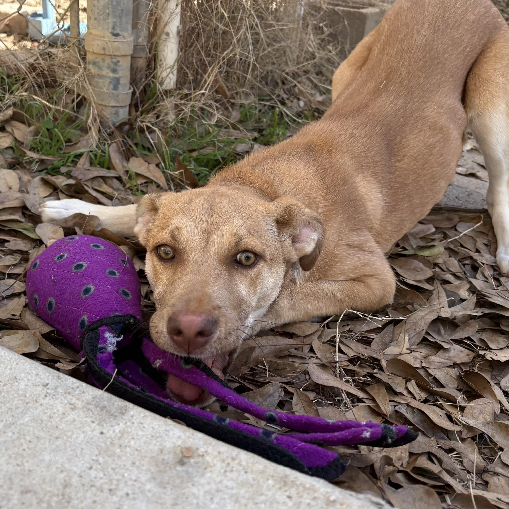 Enlarge Allie, a Adoptable mixed breed in Spring, TX image 3/6