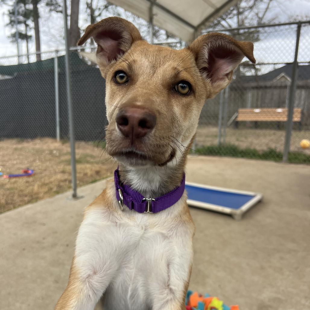 Enlarge Allie, a Adoptable mixed breed in Spring, TX image 6/6