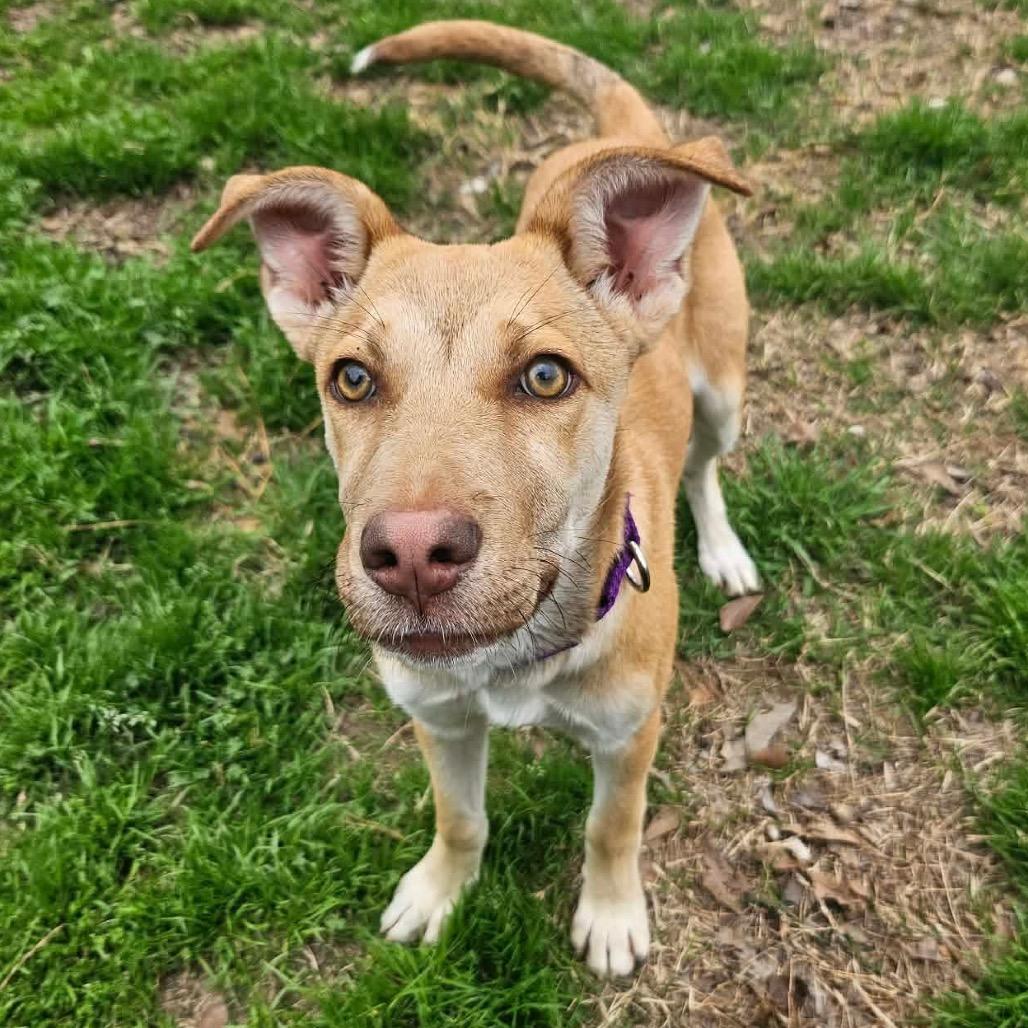 Allie, Adoptable, Young Female Yellow Labrador Retriever.