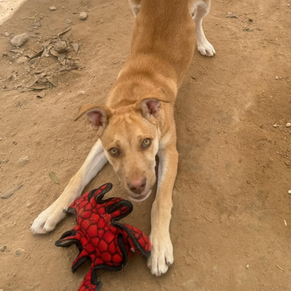 Enlarge Allie, a Adoptable mixed breed in Spring, TX image 4/6