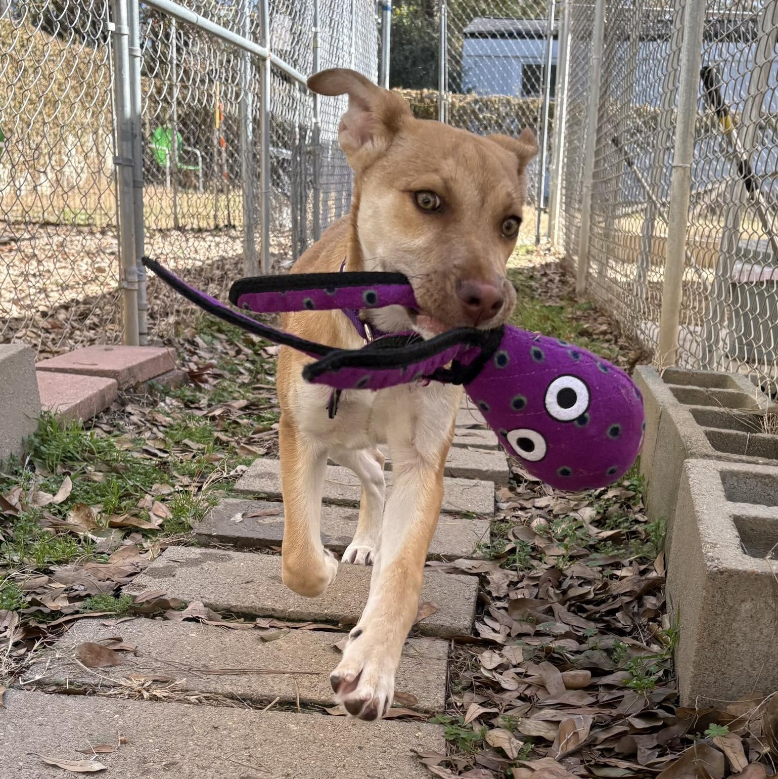 Enlarge Allie, a Adoptable mixed breed in Spring, TX image 5/6