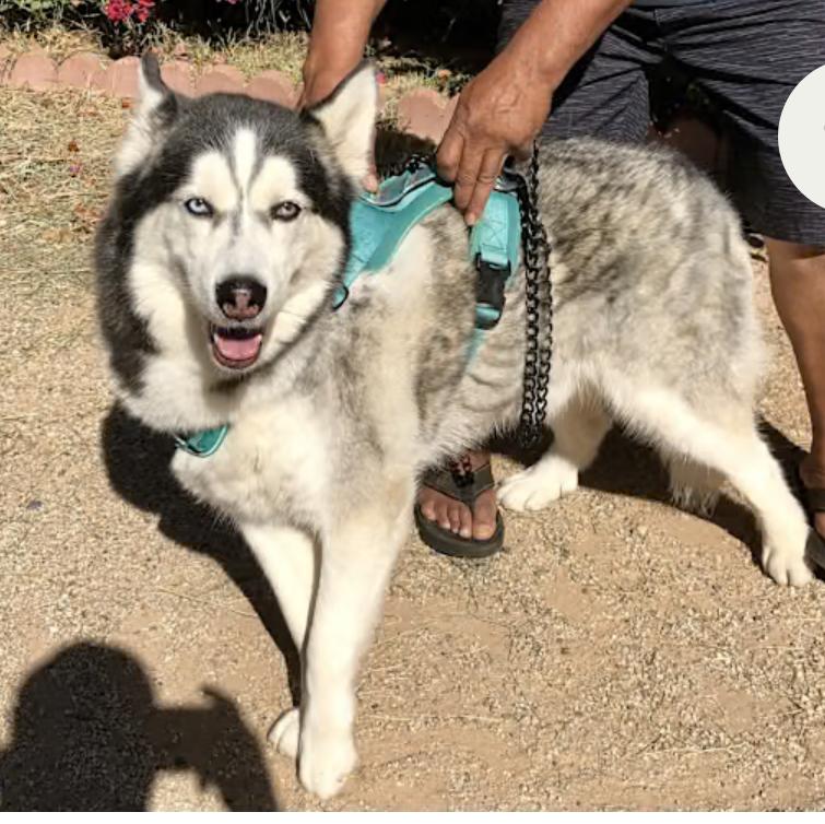 Phoenix, Adopted, Adult Male Siberian Husky.