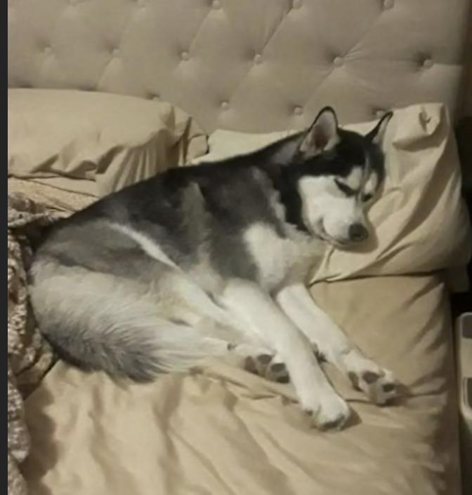 Enlarge Phoenix, a Adopted Siberian Husky in Scottsdale, AZ image 2/5