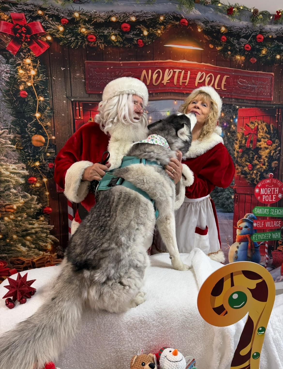 Enlarge Phoenix, a Adopted Siberian Husky in Scottsdale, AZ image 3/5