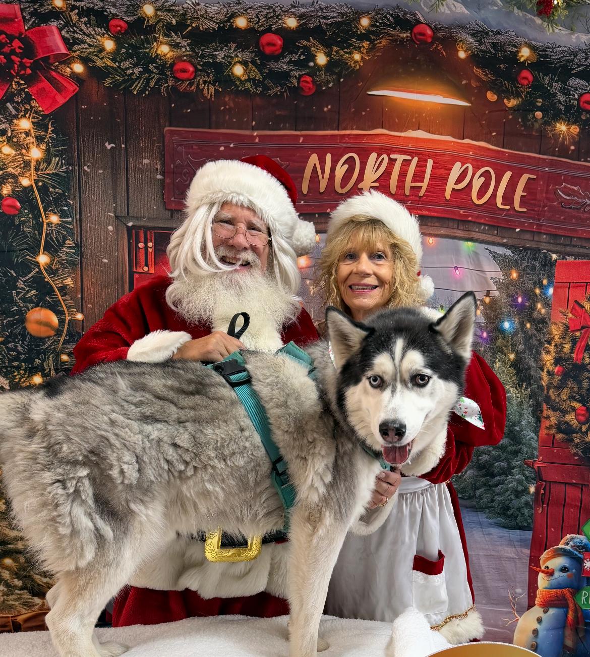 Enlarge Phoenix, a Adopted Siberian Husky in Scottsdale, AZ image 4/5