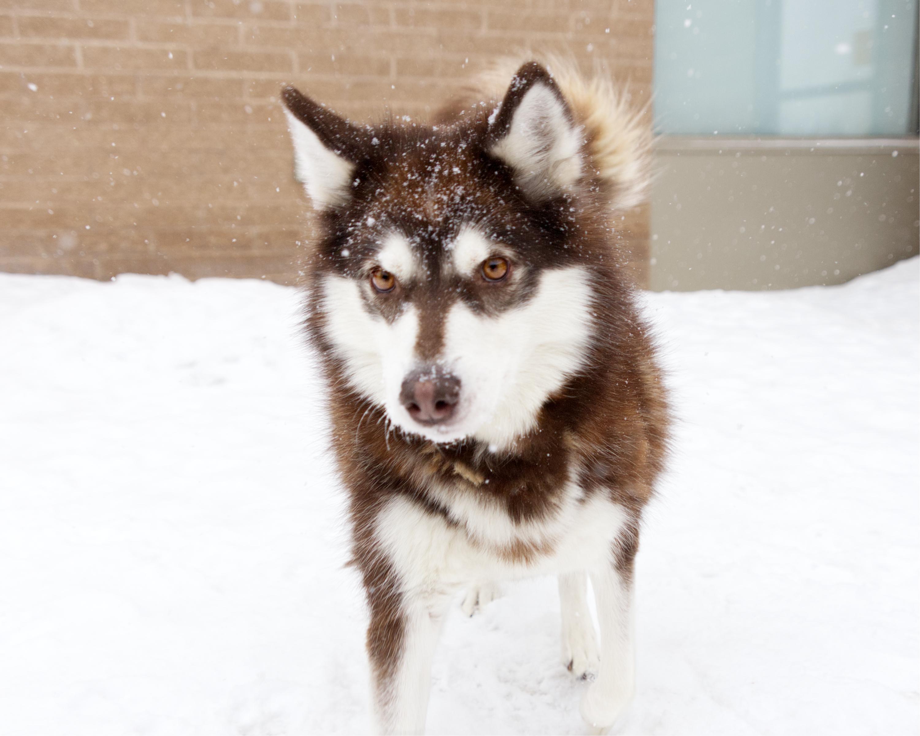 Enlarge Mishka, an adoptable mixed breed in Winnipeg, MB image 3/3