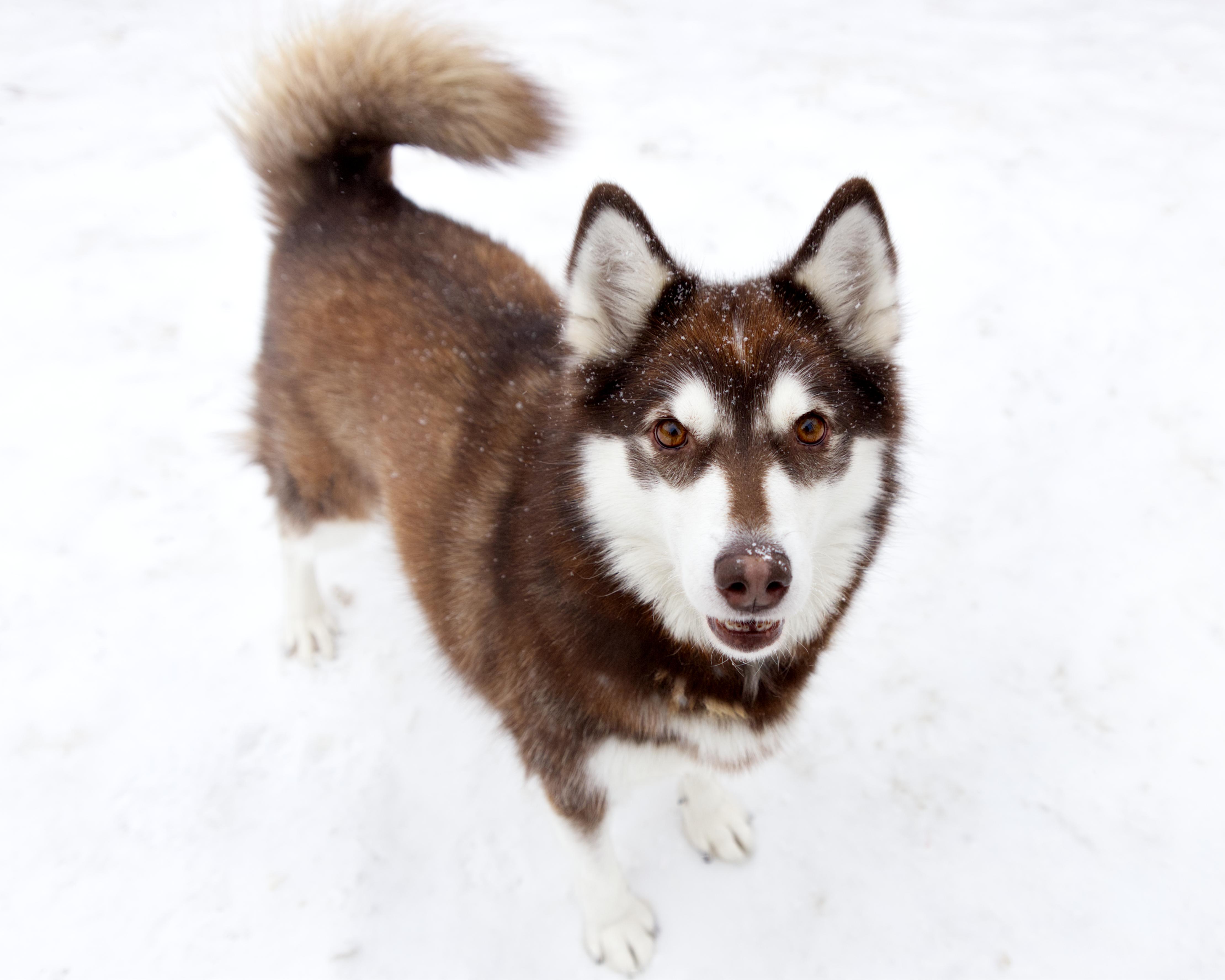 Enlarge Mishka, an adoptable mixed breed in Winnipeg, MB image 2/3