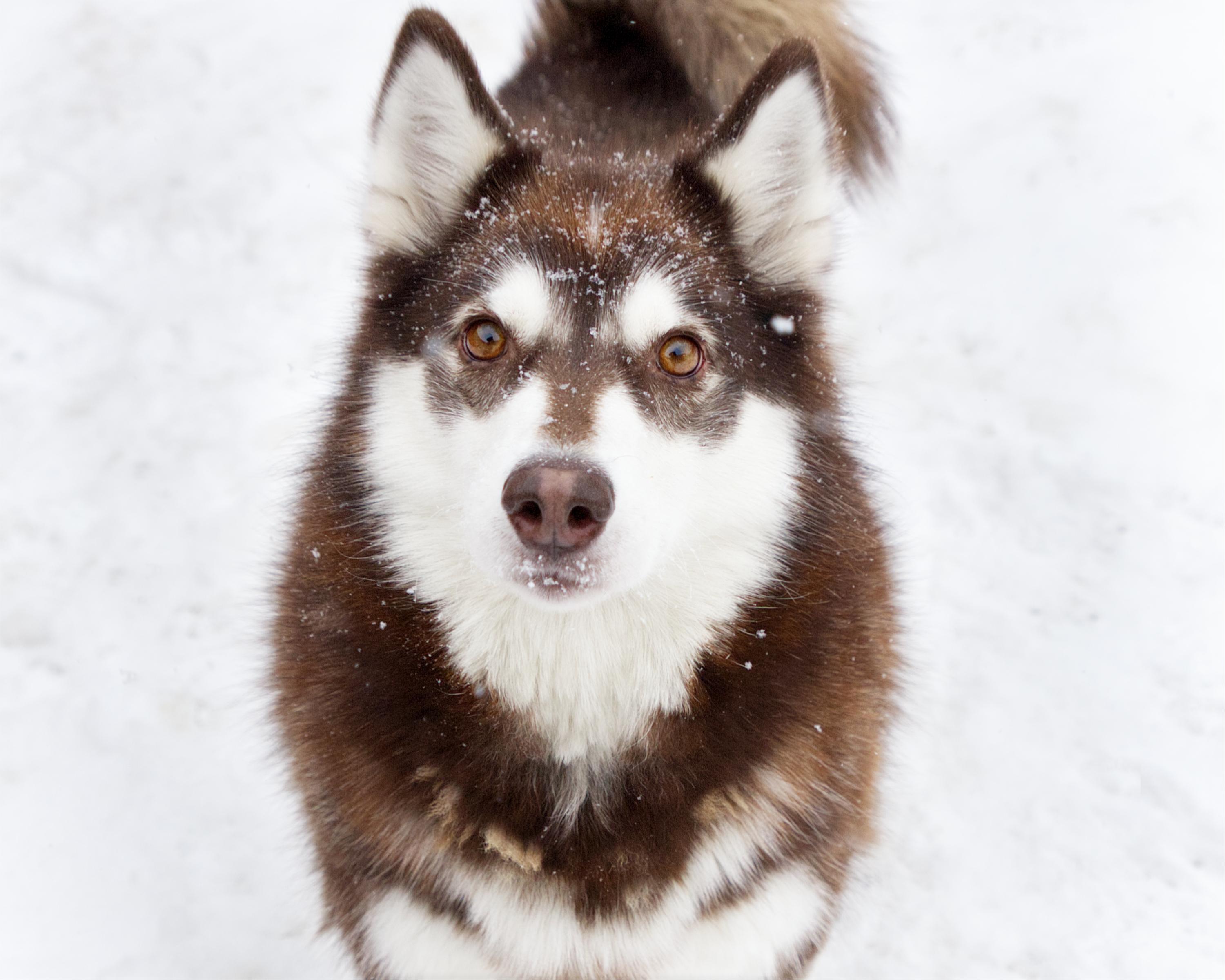 Enlarge Mishka, an adoptable mixed breed in Winnipeg, MB image 1/3