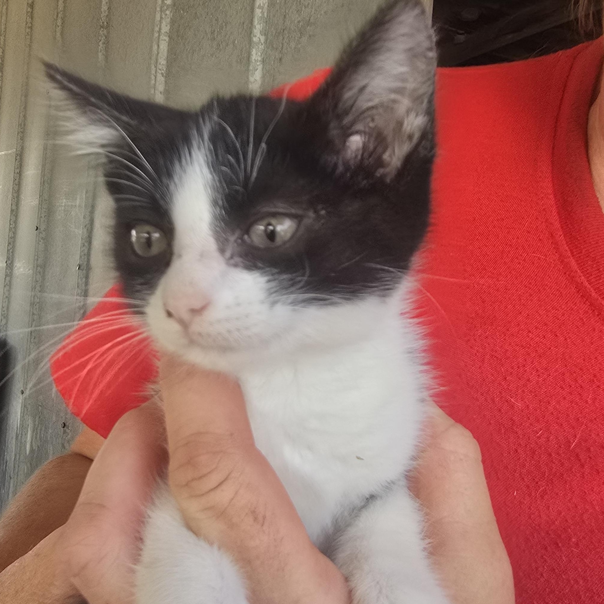 Tango, Baby Male Domestic Short Hair