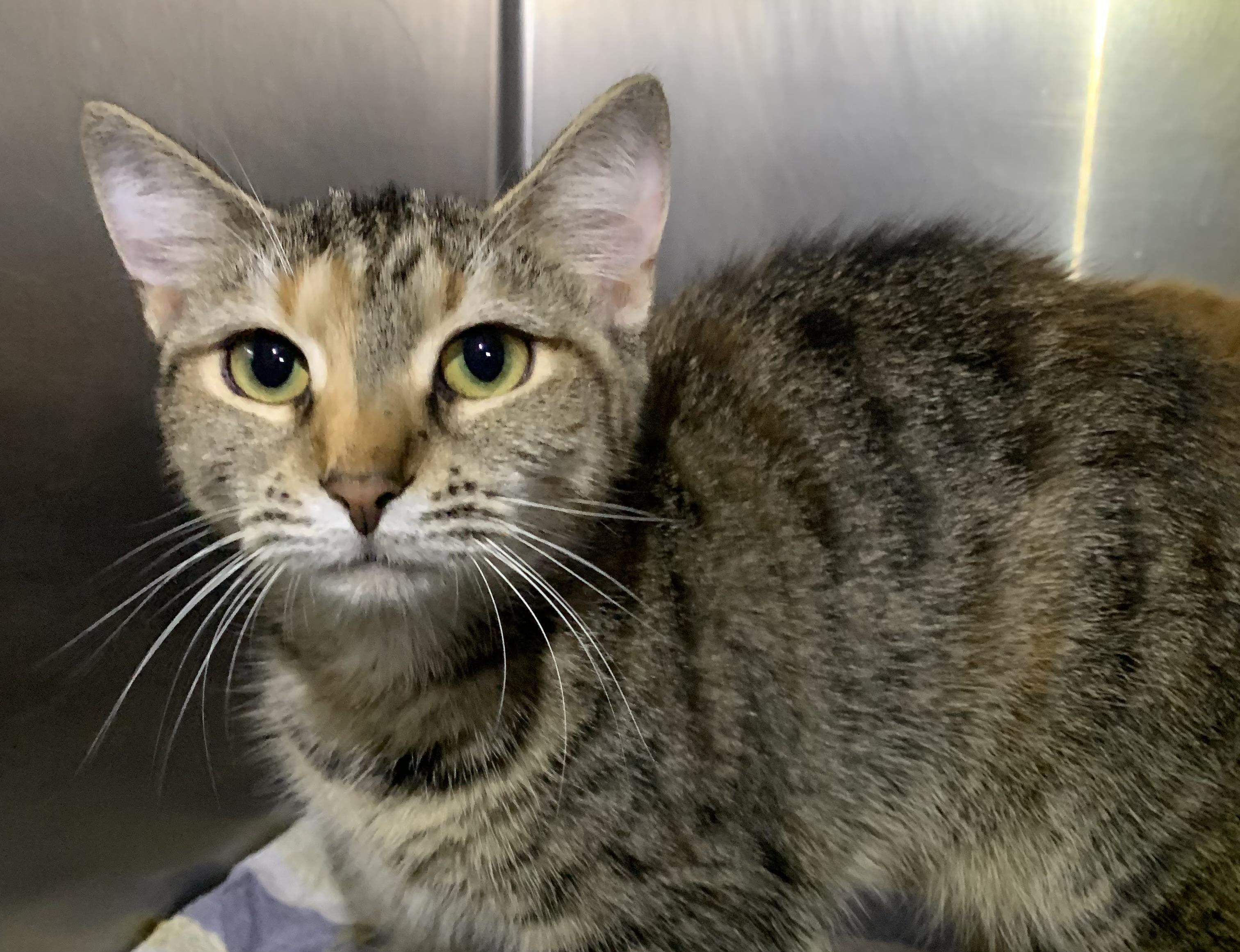 Ginny, Adoptable, Young Female Domestic Short Hair.