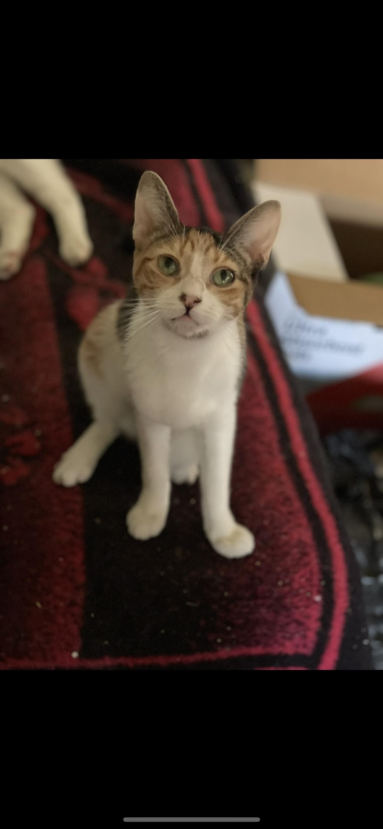 Aurora, a Adoptable Calico in Bell Gardens, CA image 1/3