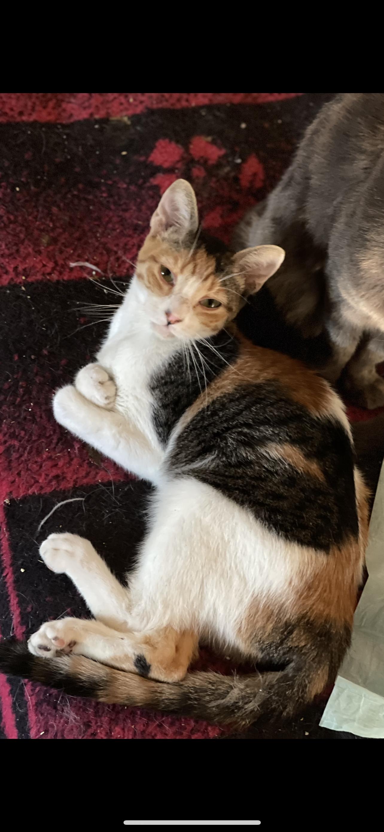 Aurora, Adoptable, Young Female Calico.