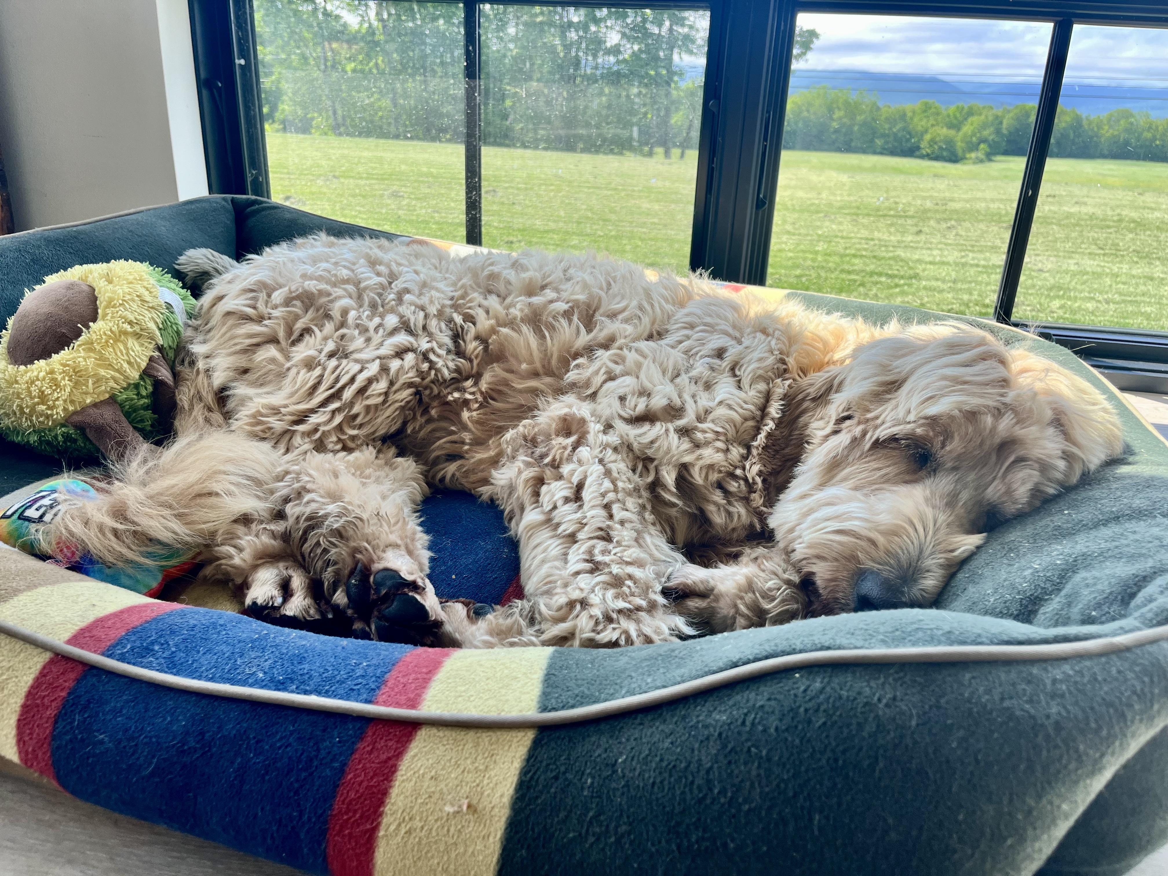 Molly - in Vermont, Adult Female Goldendoodle