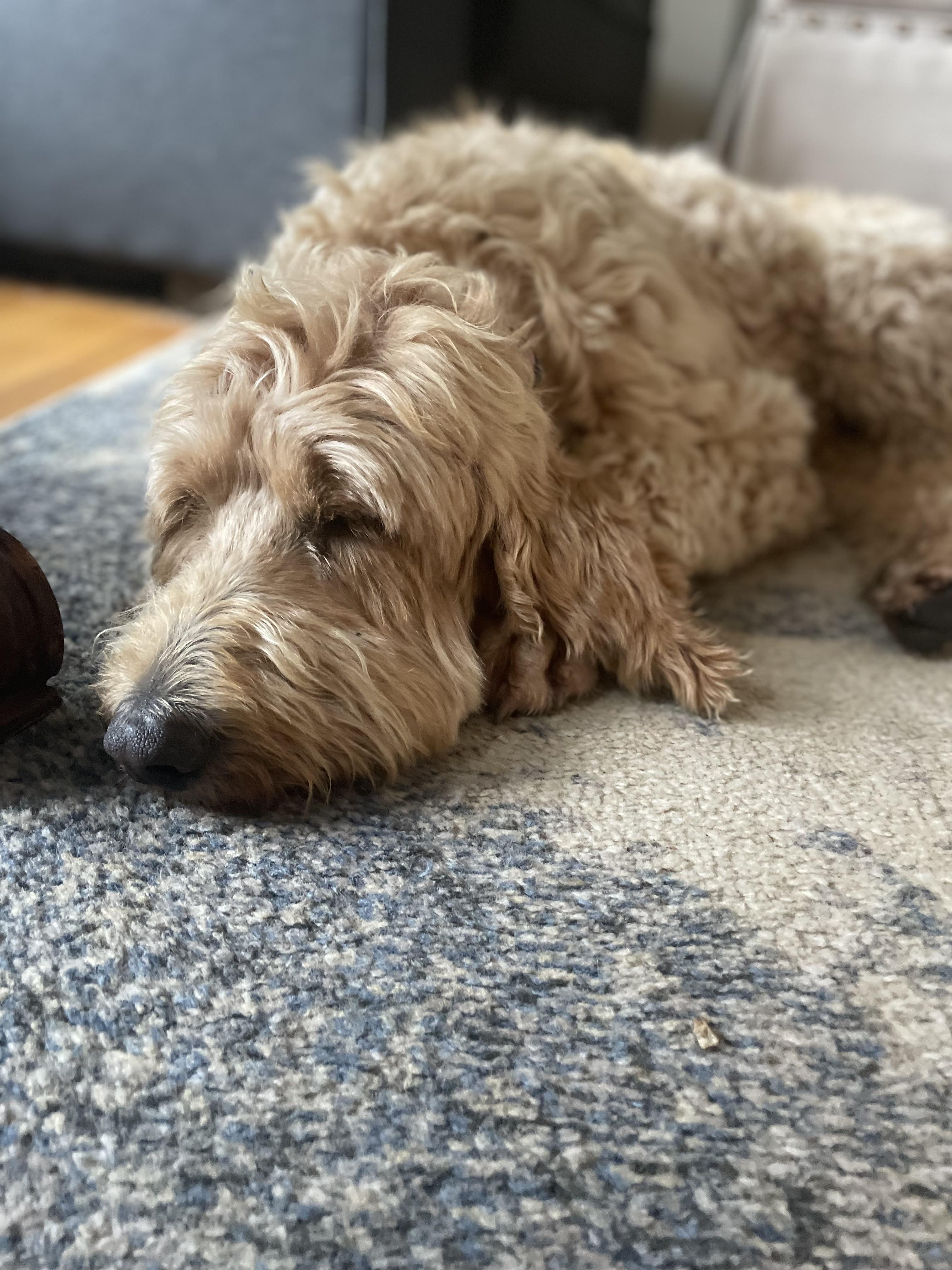 Molly - in Vermont photo 2
