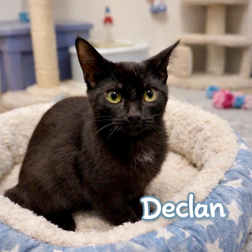 Enlarge Declan, a Adoptable Domestic Short Hair in Avon, OH image 1/2