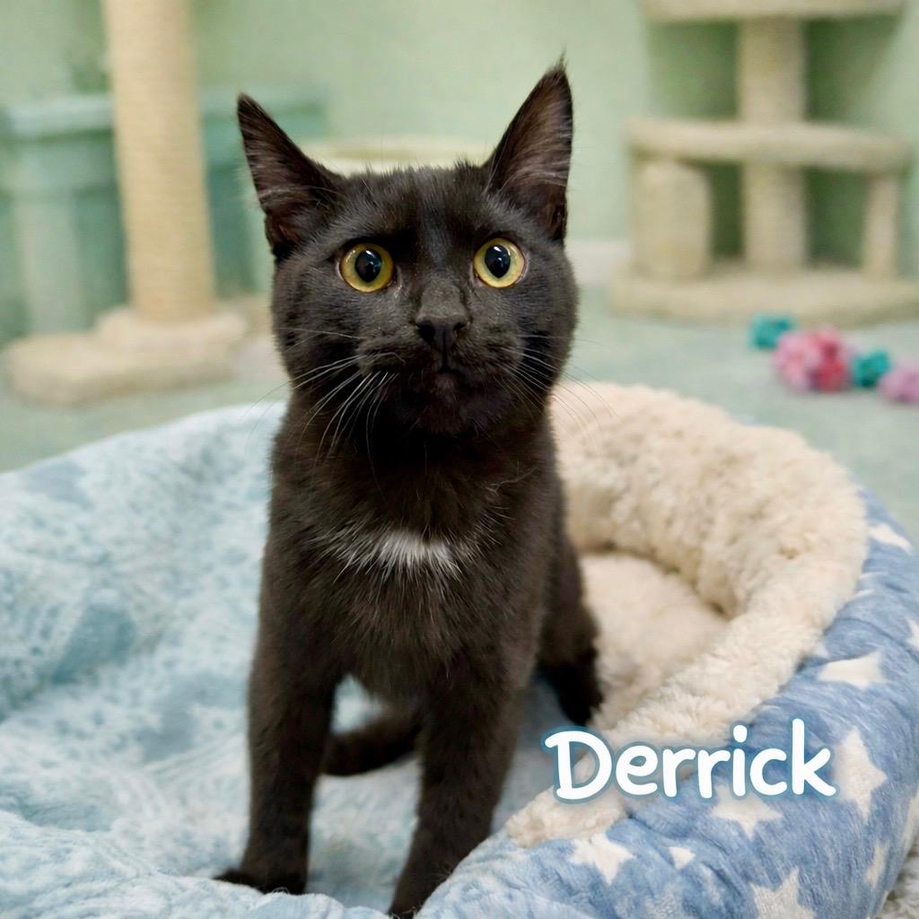 Enlarge Declan, a Adoptable Domestic Short Hair in Avon, OH image 2/2