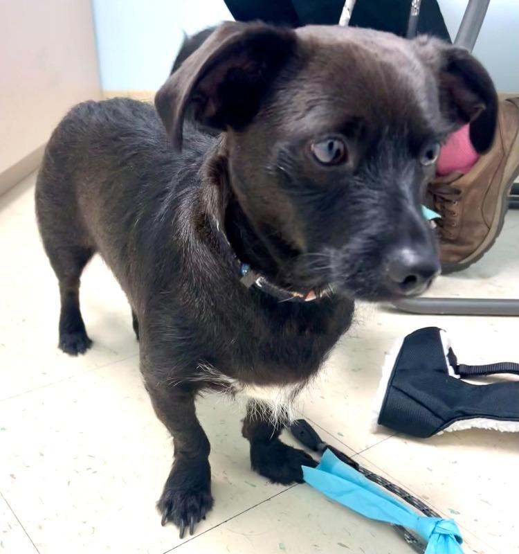 Enlarge Snoop (MD), a Adopted mixed breed in Ellicott City, MD image 1/1