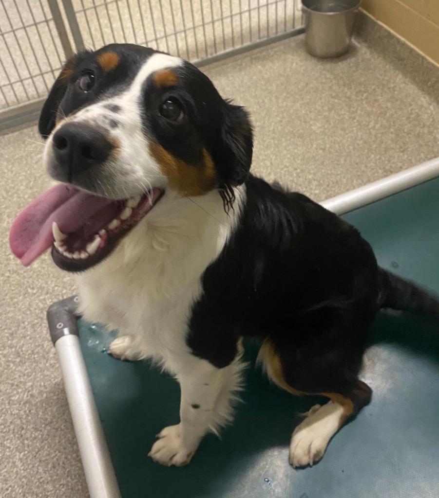 Goji (Kora), Adopted, Young Female Collie & Australian Shepherd.