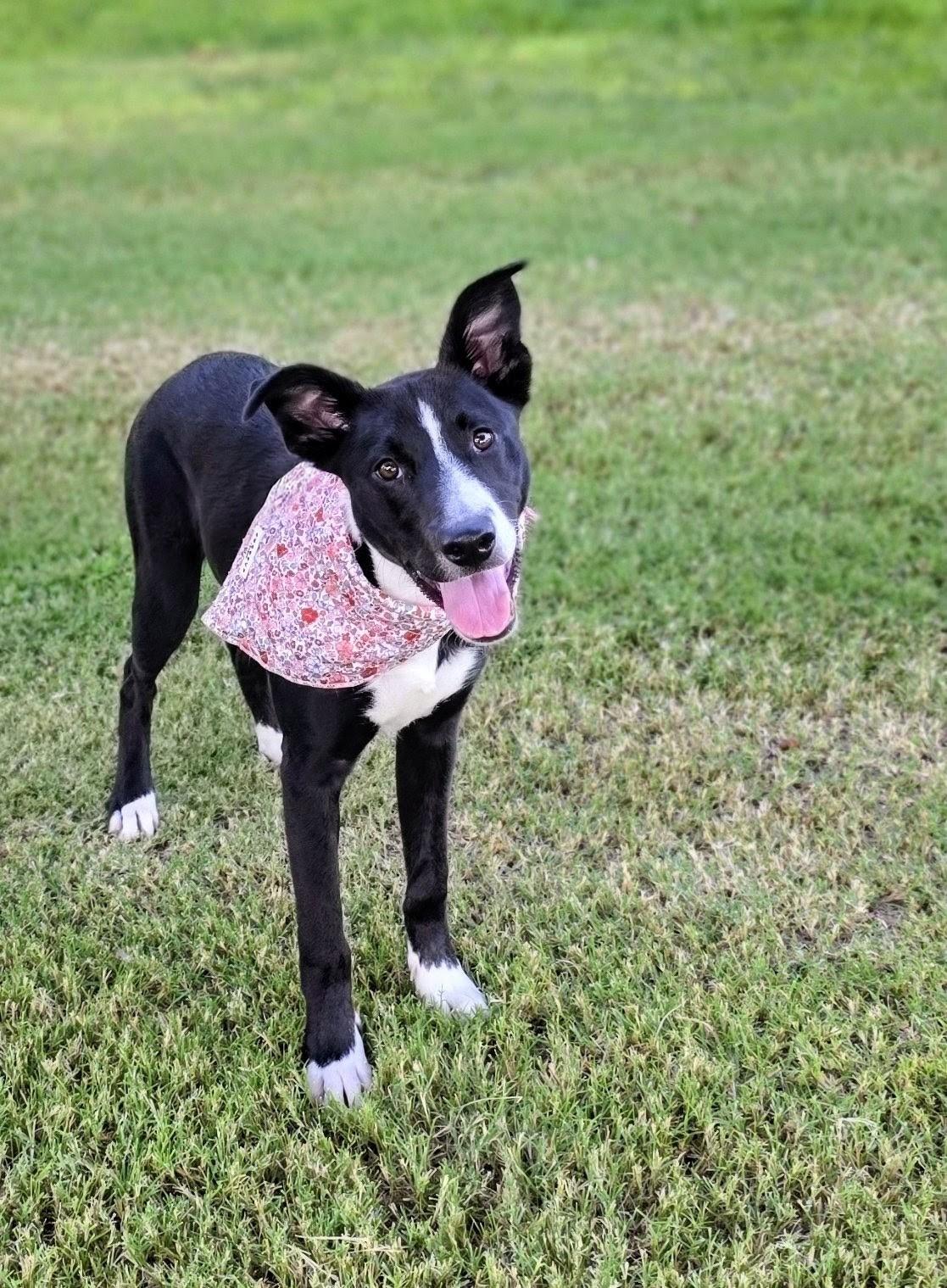Enlarge Little Sister, a Adopted mixed breed in Lubbock, TX image 3/6