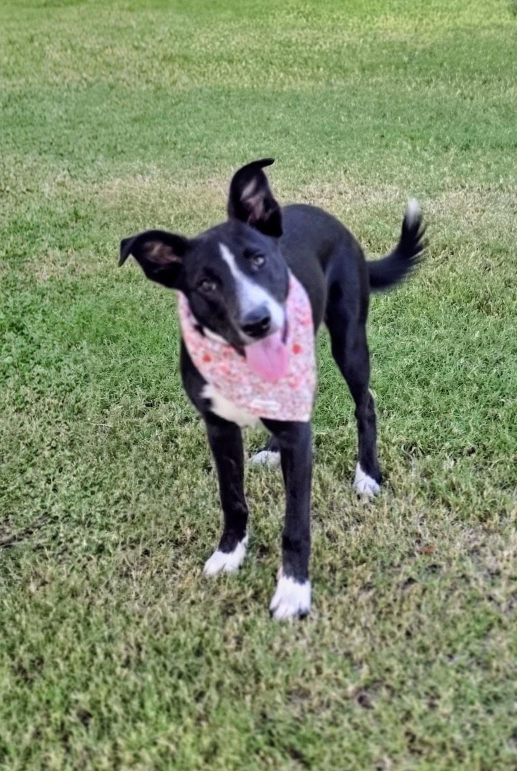 Enlarge Little Sister, a Adopted mixed breed in Lubbock, TX image 6/6