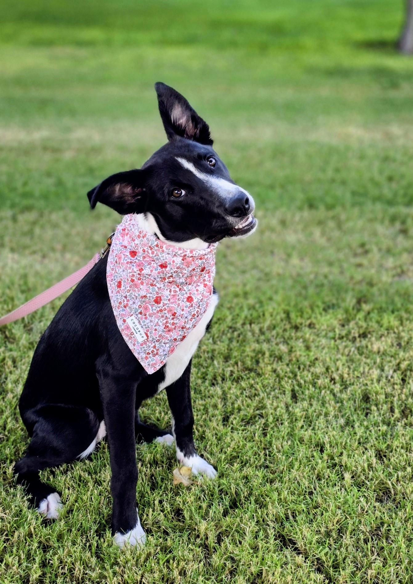 Enlarge Little Sister, a Adopted mixed breed in Lubbock, TX image 5/6