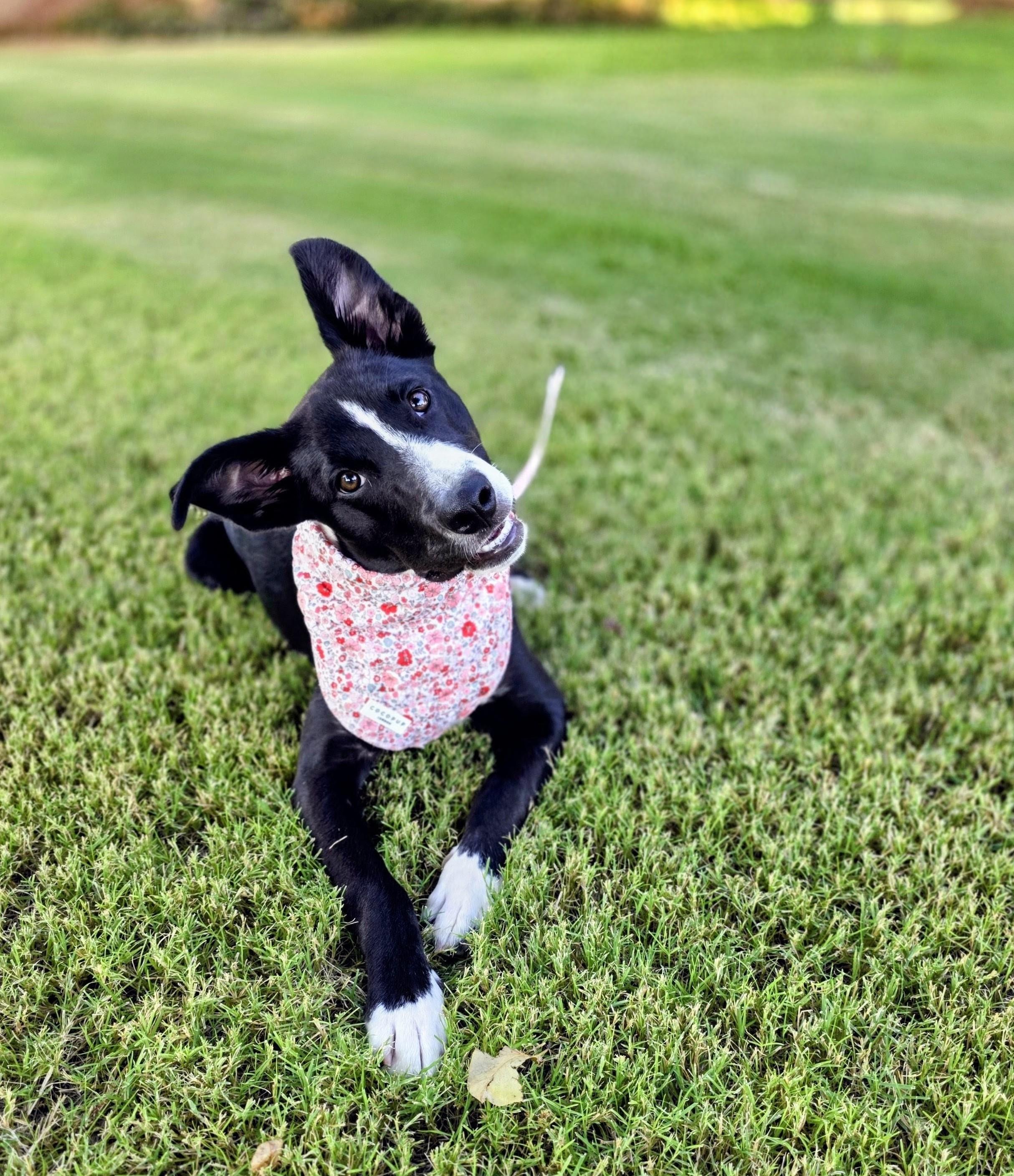 Enlarge Little Sister, a Adopted mixed breed in Lubbock, TX image 4/6