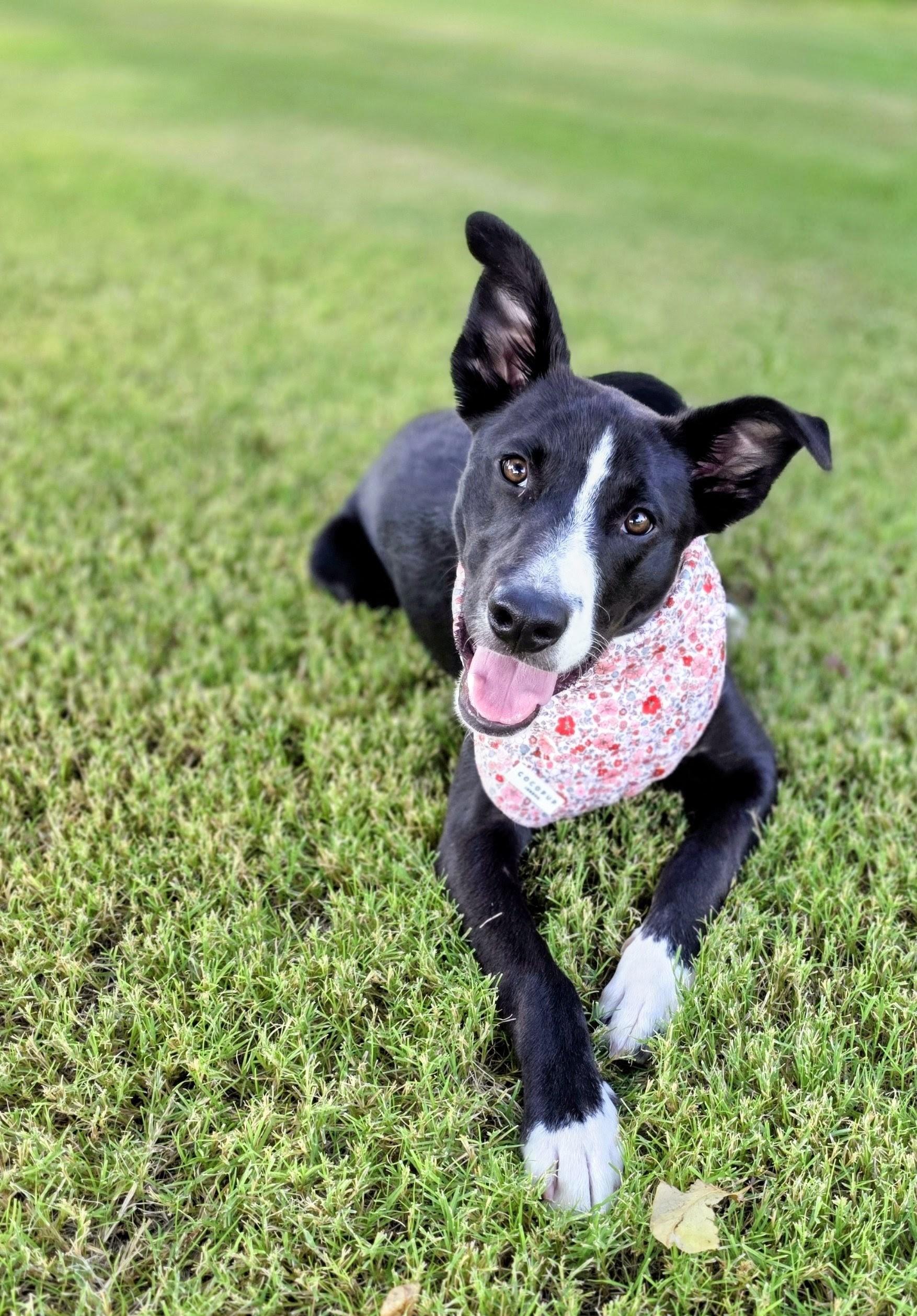 Enlarge Little Sister, a Adopted mixed breed in Lubbock, TX image 1/6