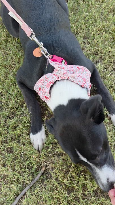 Enlarge Little Sister, a Adopted mixed breed in Lubbock, TX video 2/6