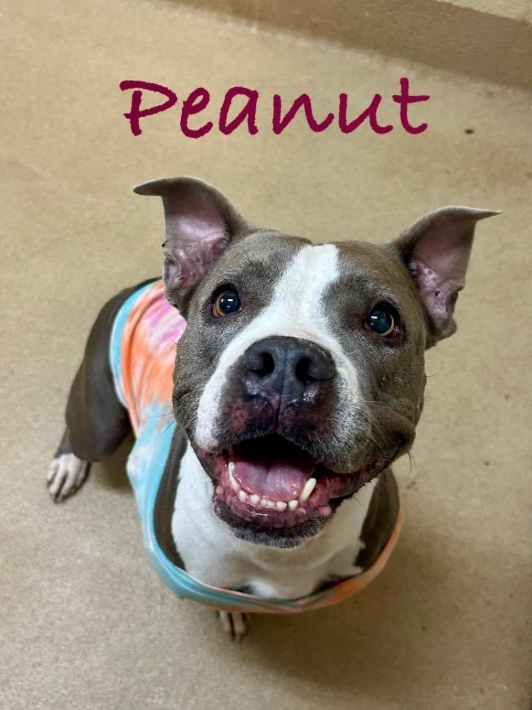Peanut, Adoptable, Adult Female Boxer & Pit Bull Terrier.