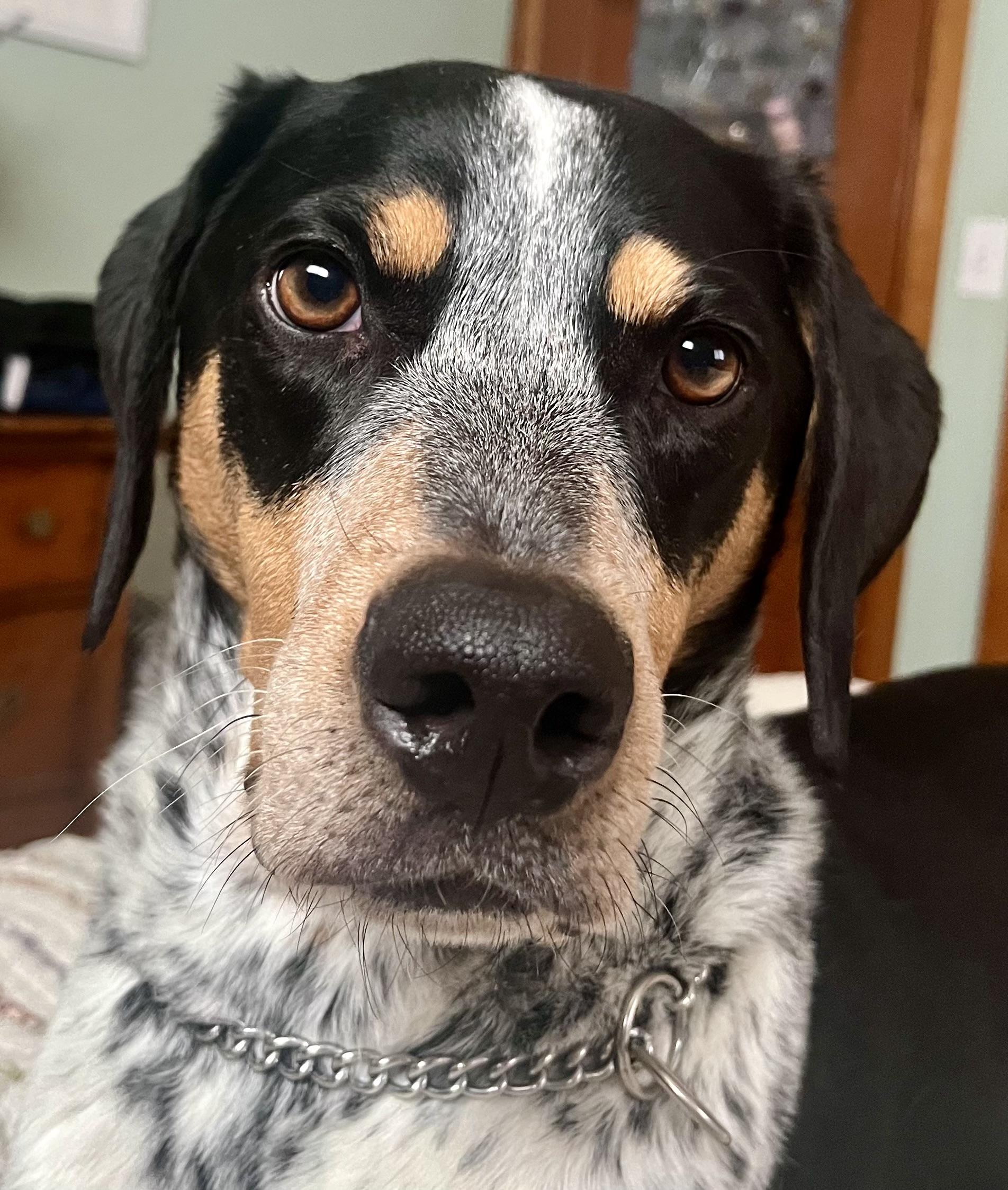 Enlarge Finn - Courtesy Listing see info , a ADOPTABLE Bluetick Coonhound in Polson, MT image 1/4