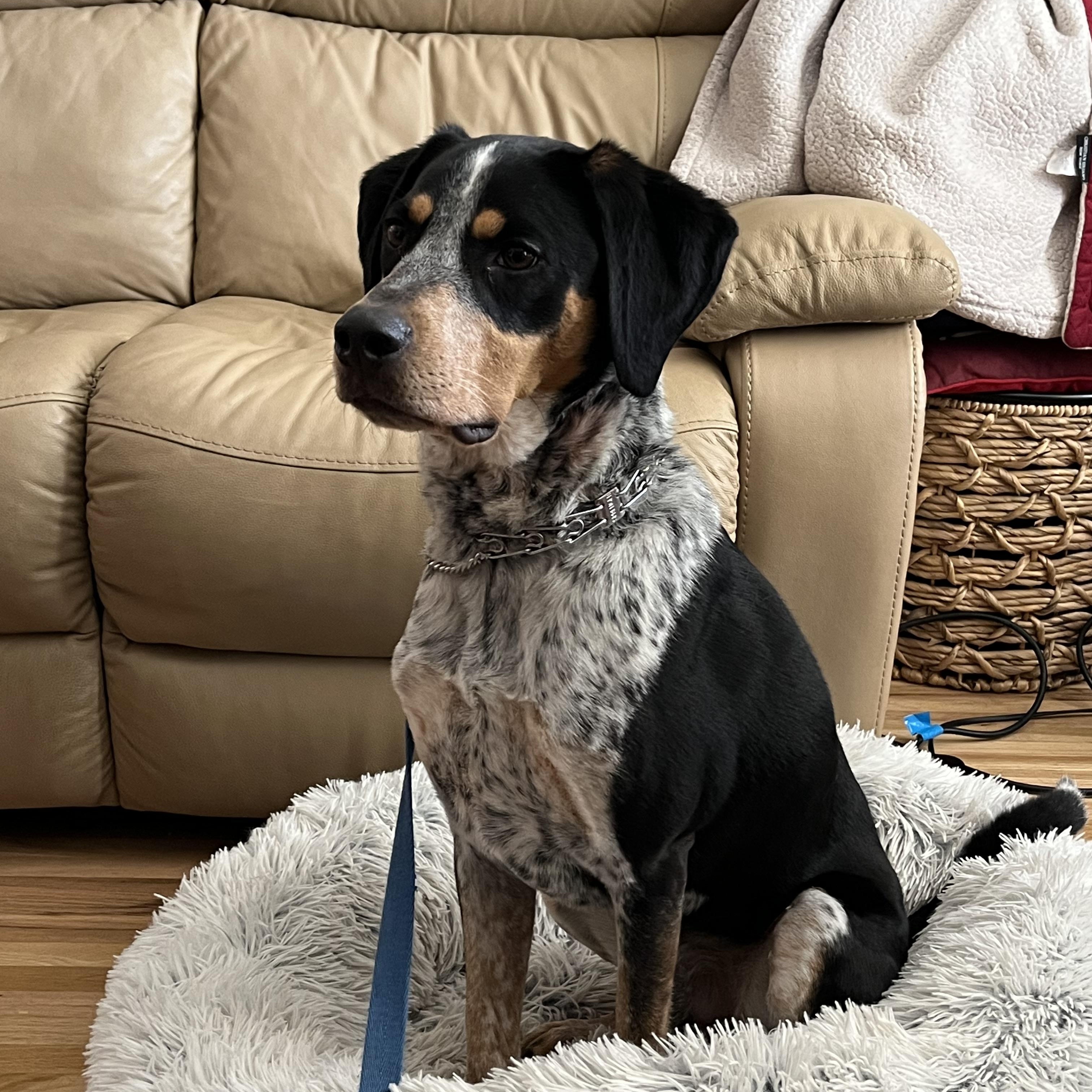 Enlarge Finn - Courtesy Listing see info , a ADOPTABLE Bluetick Coonhound in Polson, MT image 4/4
