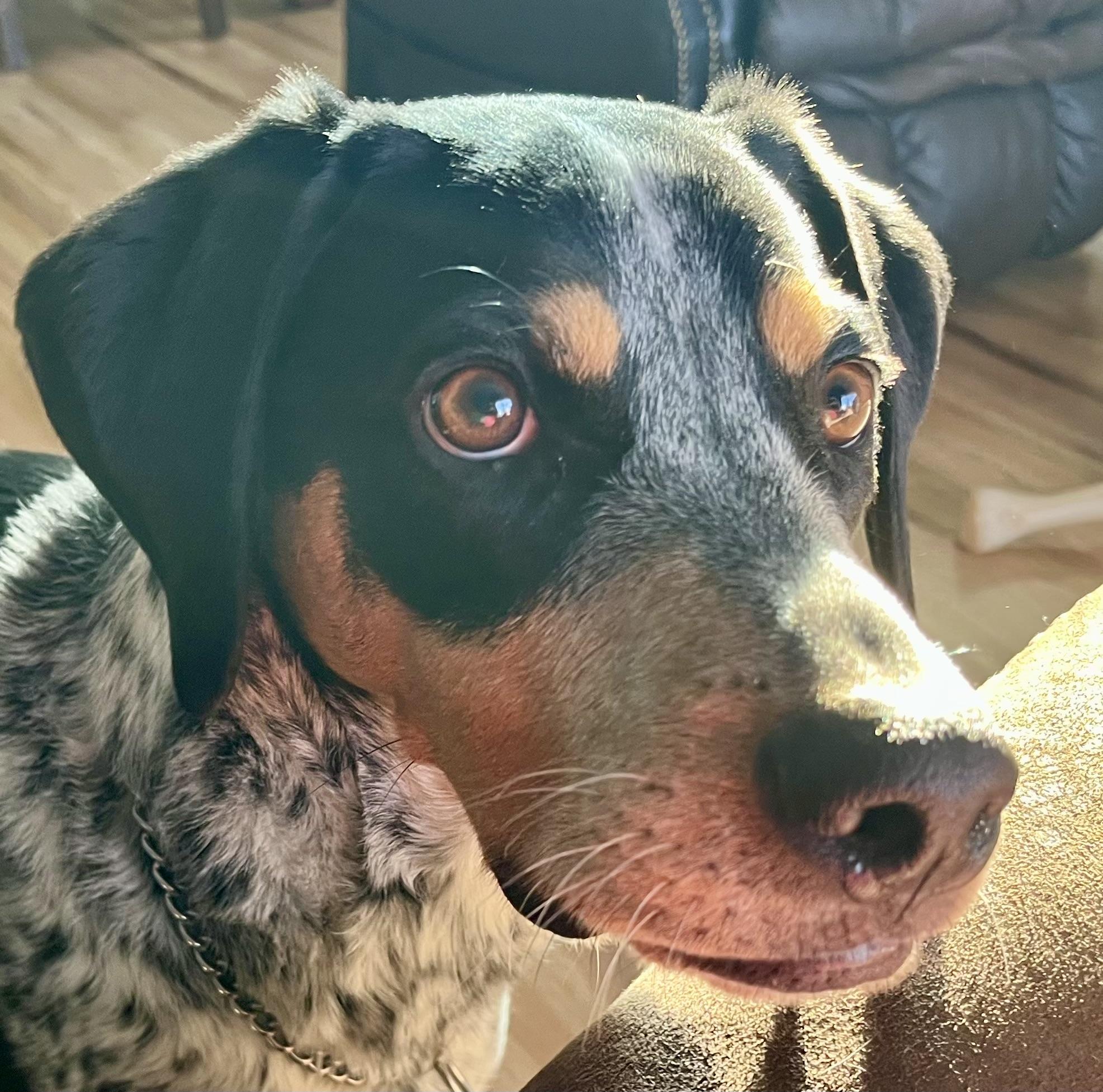 Enlarge Finn - Courtesy Listing see info , a ADOPTABLE Bluetick Coonhound in Polson, MT image 3/4