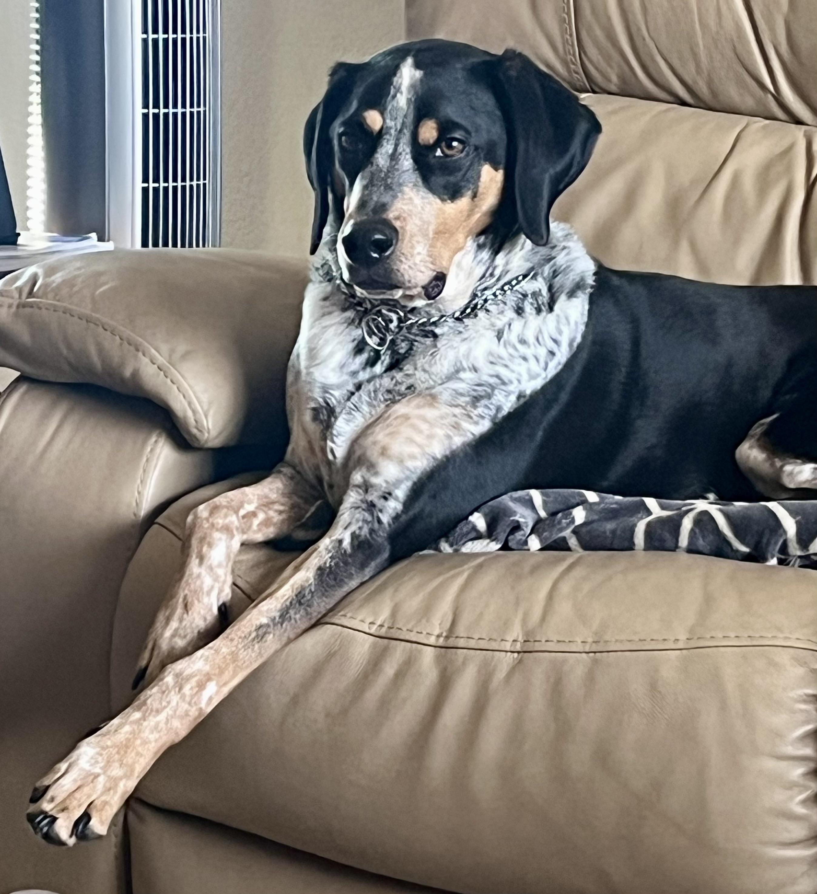 Enlarge Finn - Courtesy Listing see info , a ADOPTABLE Bluetick Coonhound in Polson, MT image 2/4