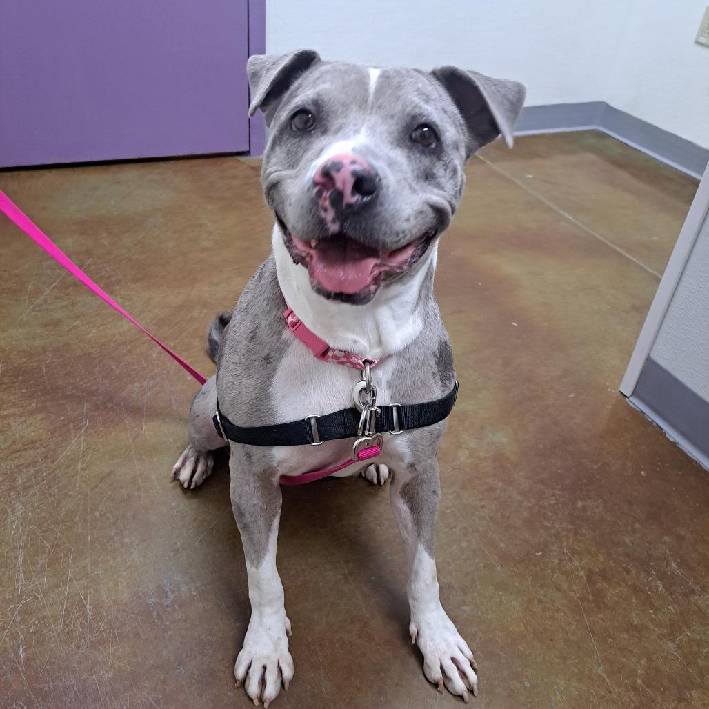 Magnolia, a Adoptable mixed breed in Albuquerque, NM image 4/6