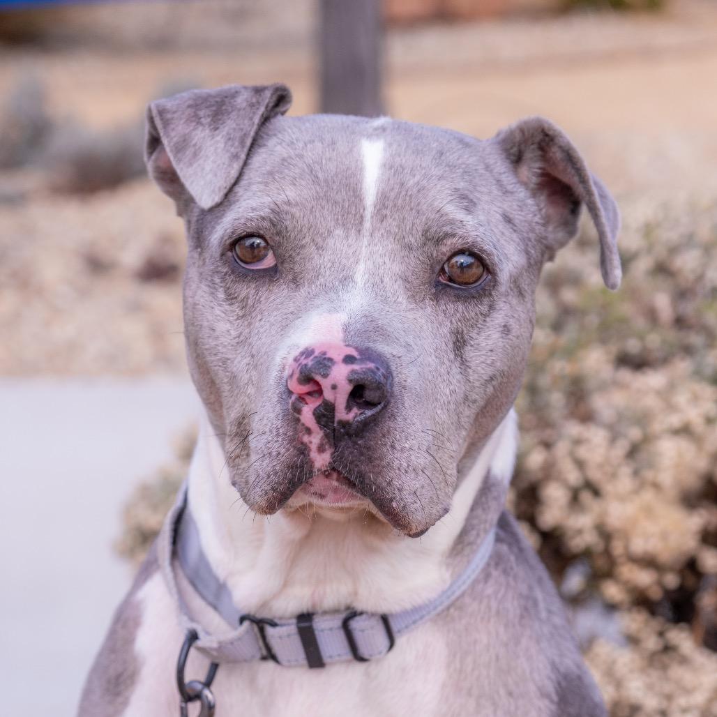 Magnolia, a Adoptable mixed breed in Albuquerque, NM image 6/6